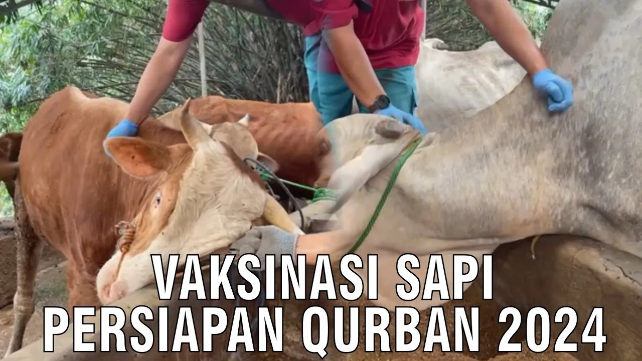 
                                 Vaksinasi-Sapi-Persiapan-Qurban-2024
